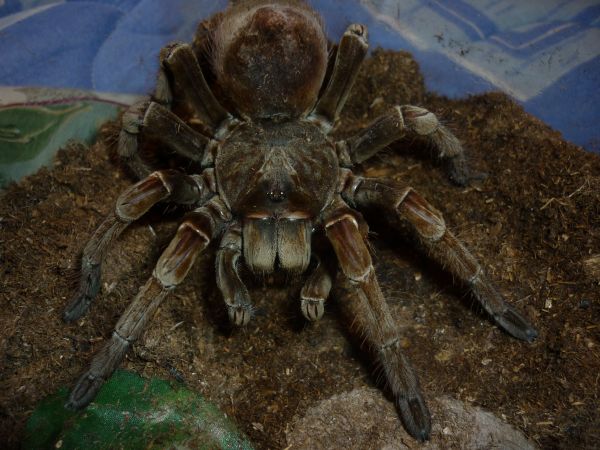 Theraphosa Spinipes