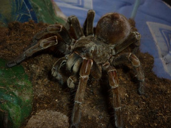 Theraphosa Spinipes