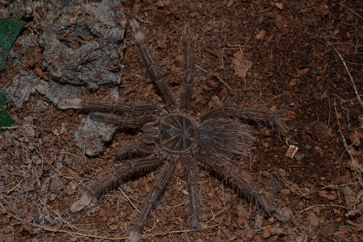 Theraphosa stirmi 0,1