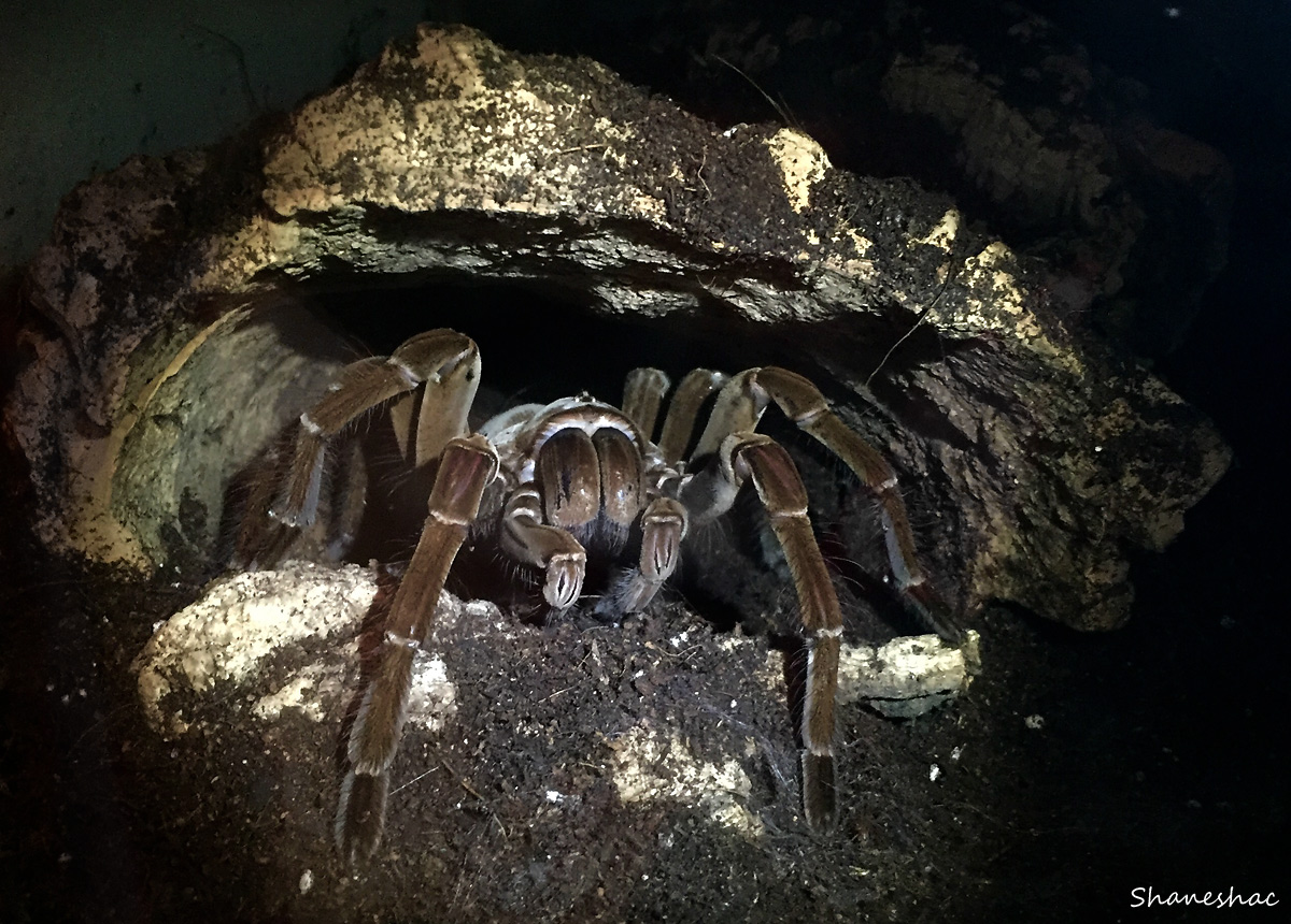 Theraphosa stirmi adult female