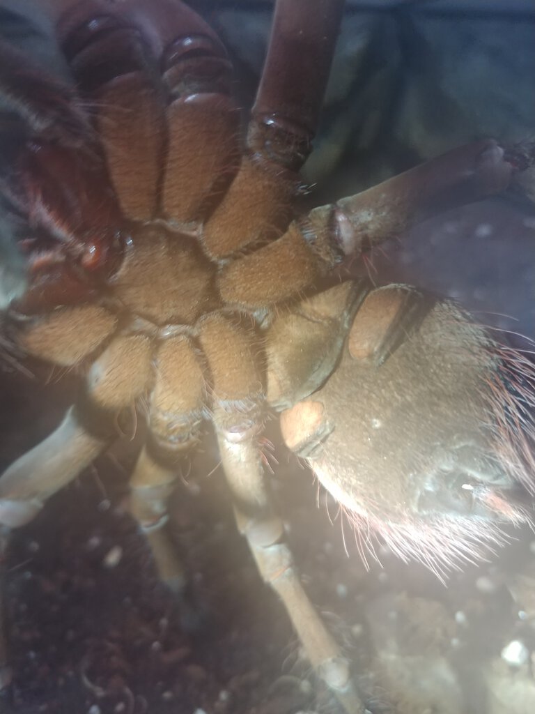 Theraphosa Stirmi Adult