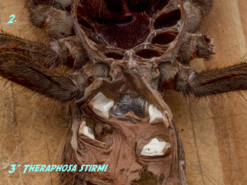 Theraphosa stirmi around 3"