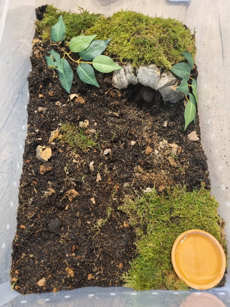 Theraphosa stirmi enclosure for adult specimen