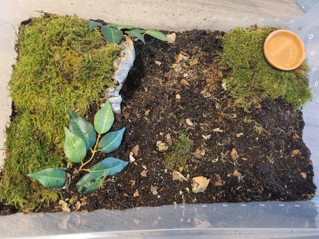 Theraphosa stirmi enclosure for adult specimen