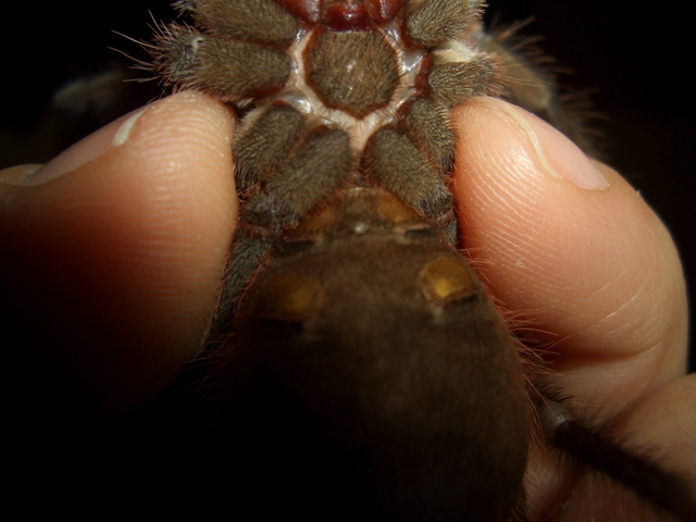 Theraphosa Stirmi F Or M ?