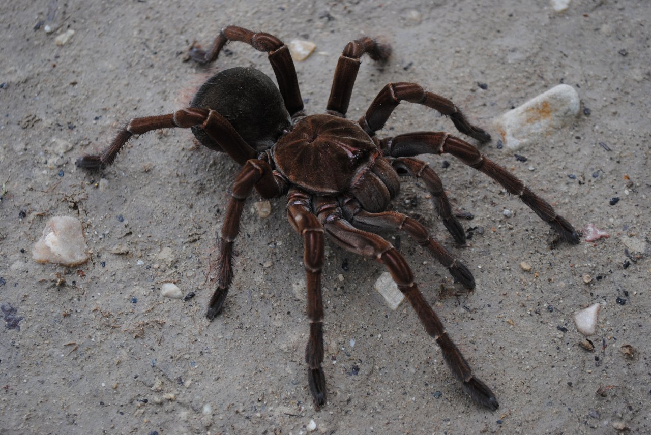 Theraphosa stirmi - Female