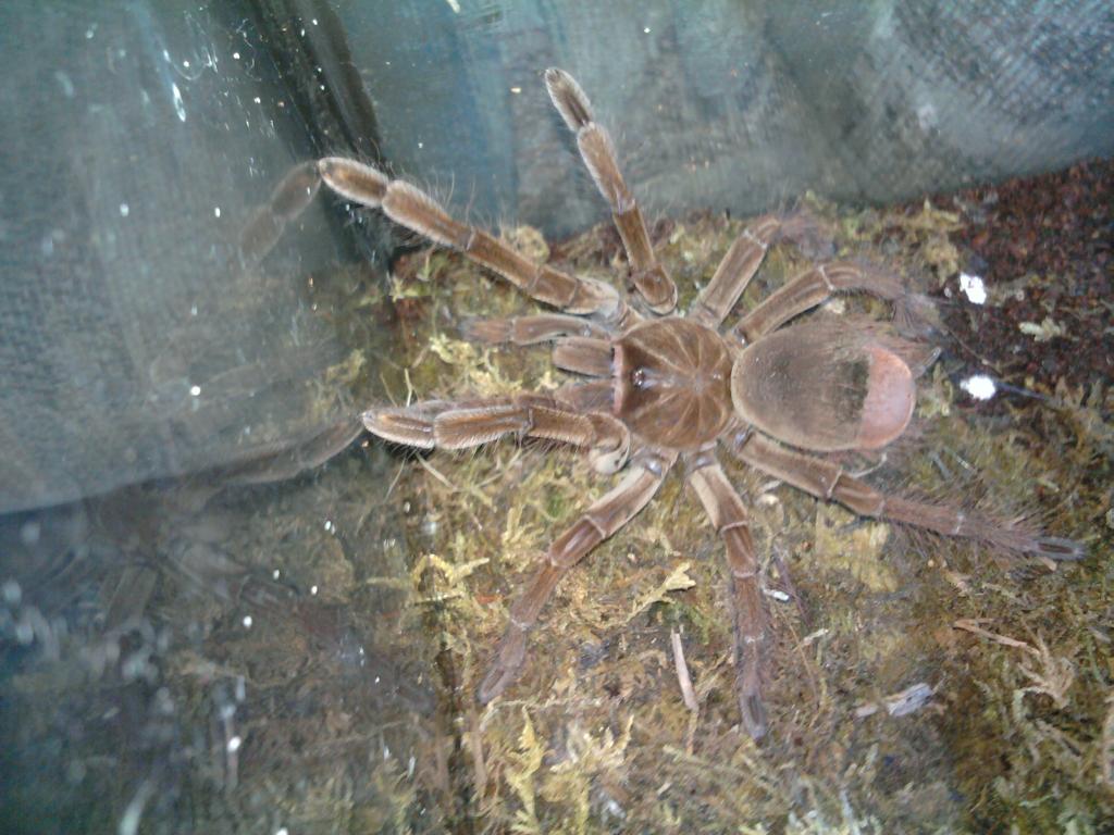 Theraphosa Stirmi - Immature Male