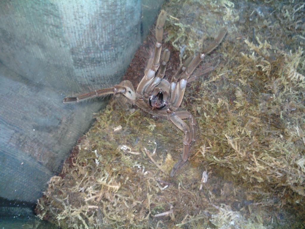 Theraphosa Stirmi - Immature Male