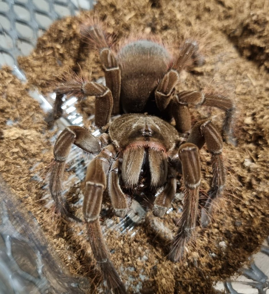 Theraphosa stirmi juvenile female