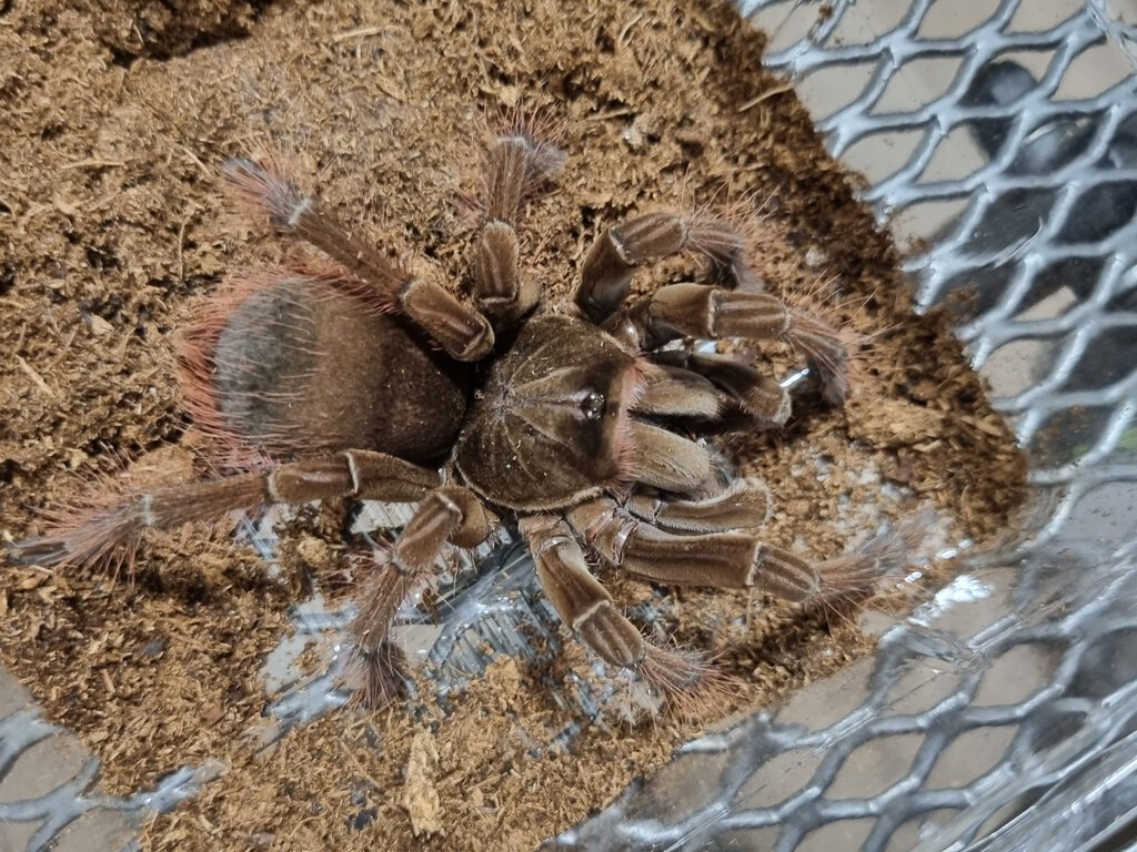 Theraphosa stirmi juvenile female