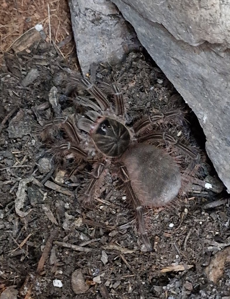 Theraphosa Stirmi L2 ♀️