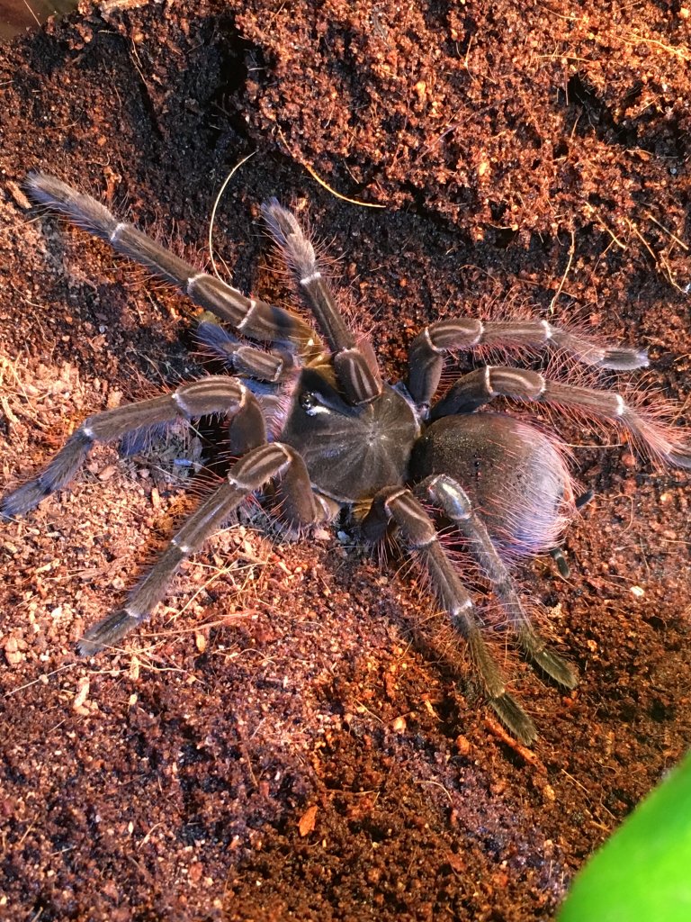 Theraphosa Stirmi (Majesty)