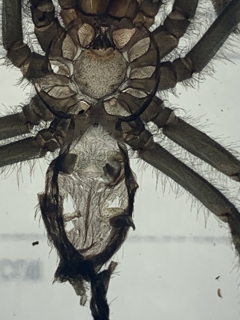 theraphosa stirmi male or fem?