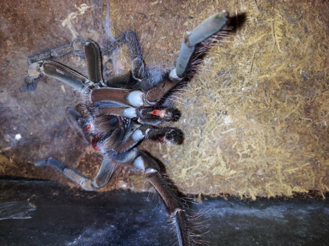 Theraphosa Stirmi - Male