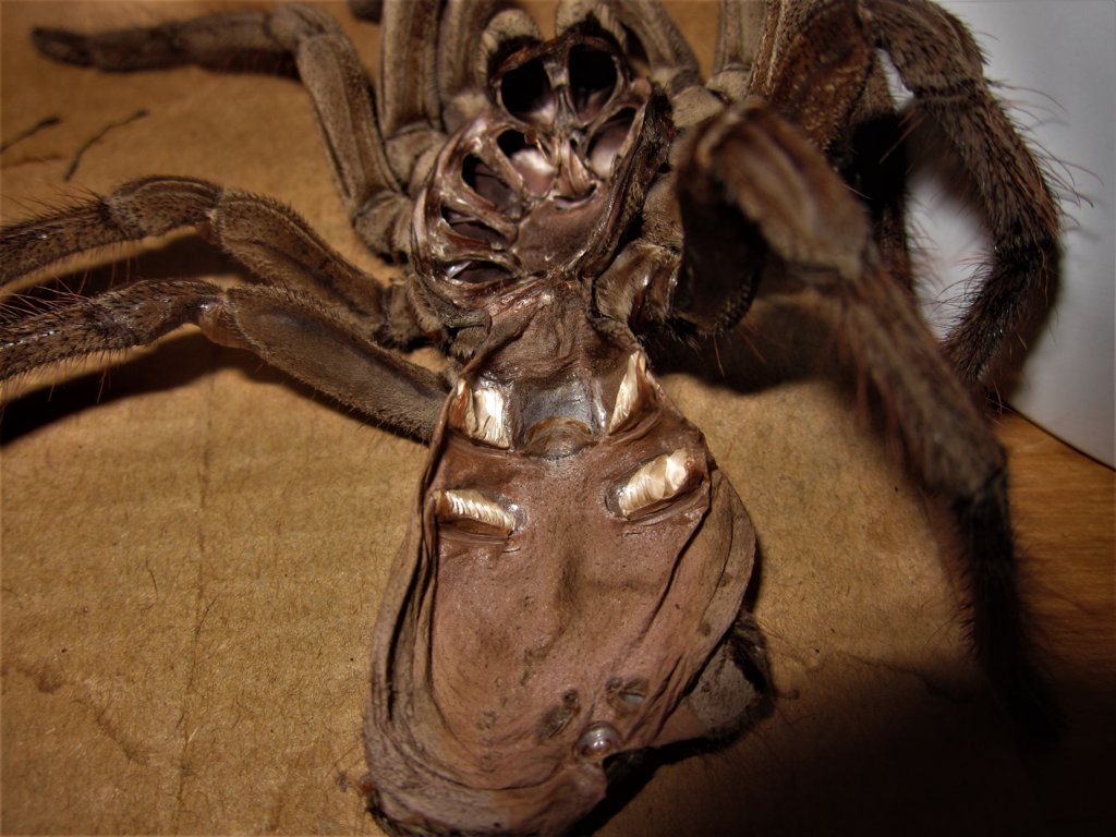 Theraphosa stirmi molt