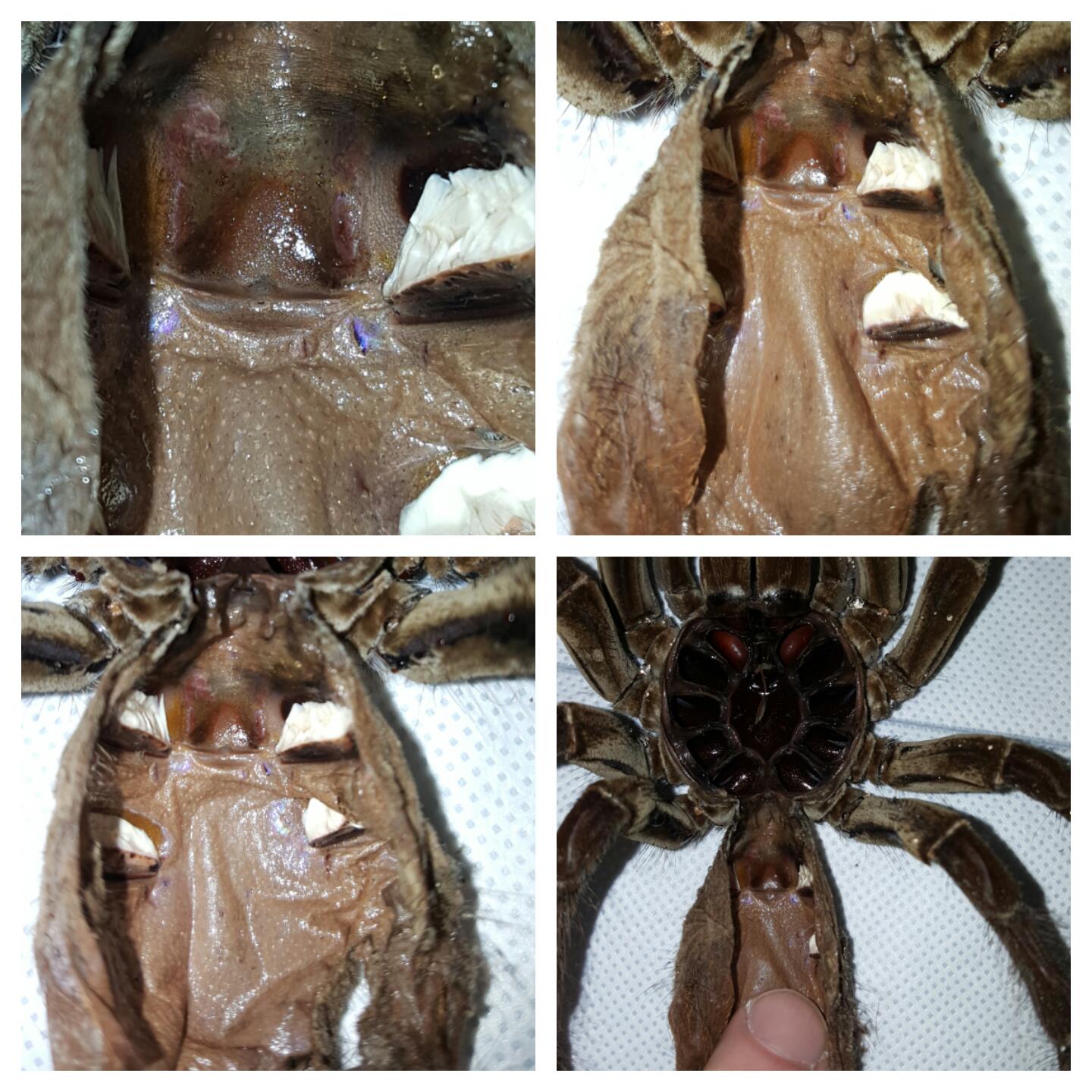 (theraphosa stirmi) Same one need a second opinion