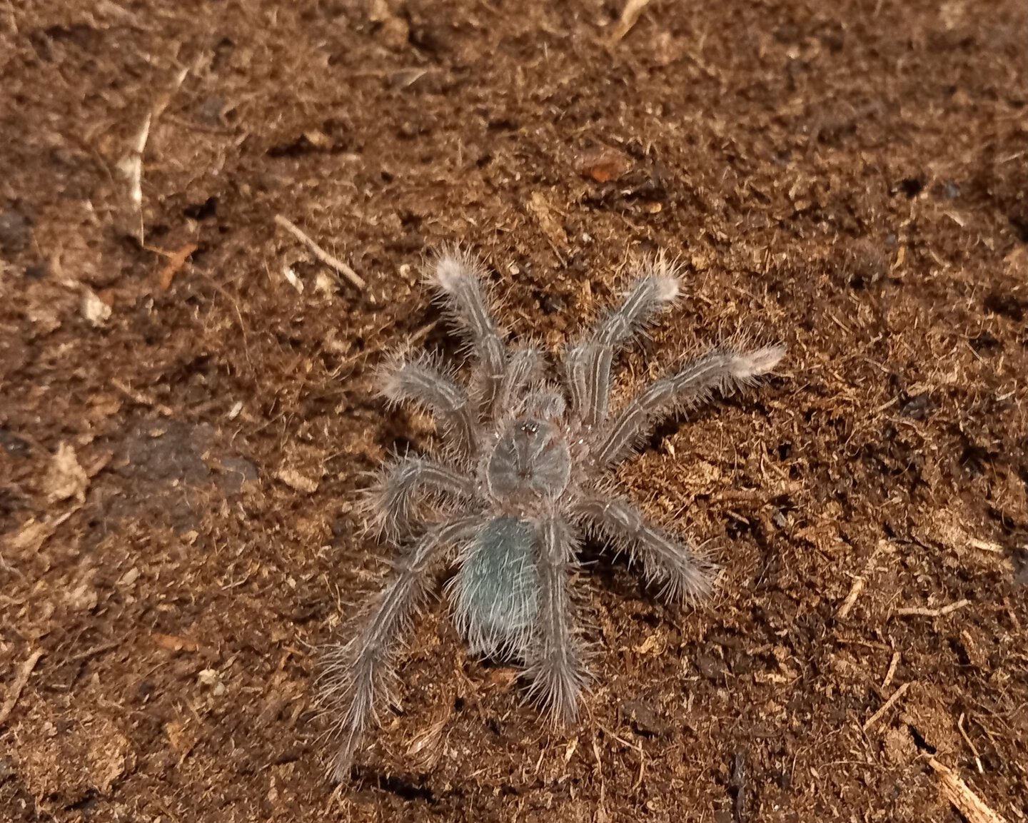 Theraphosa stirmi second molt sling