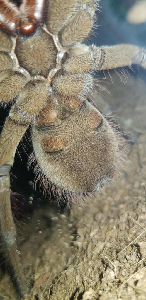 Theraphosa stirmi [ventral sexing]