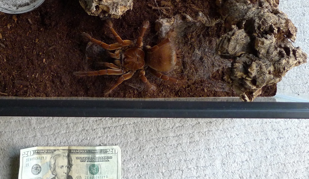 Theraphosa stirmi