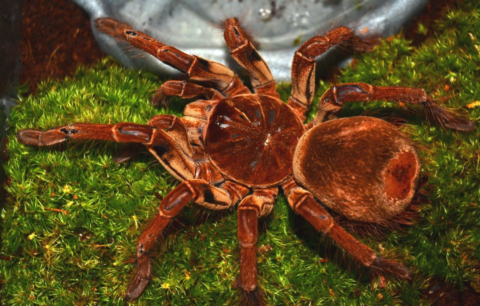 Theraphosa stirmi