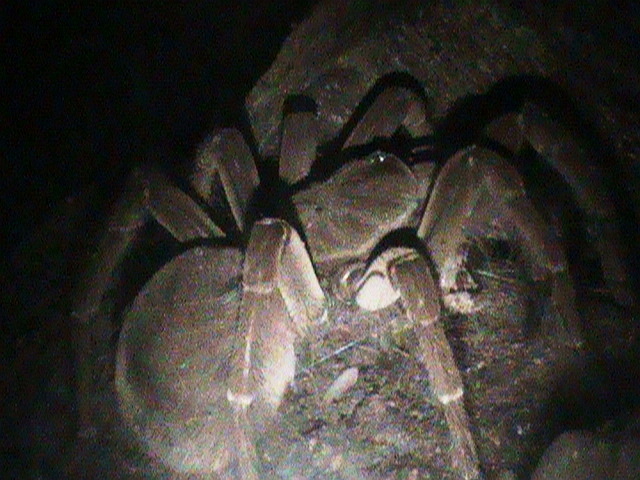 Theraphosa Stirmi