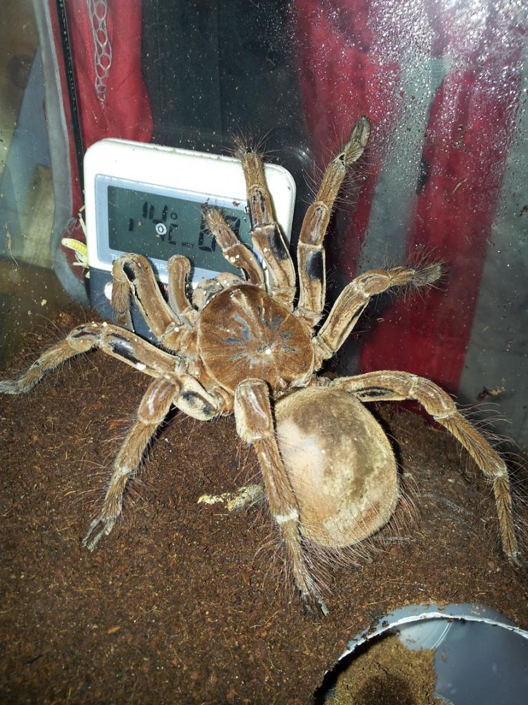 Theraphosa Stirmi