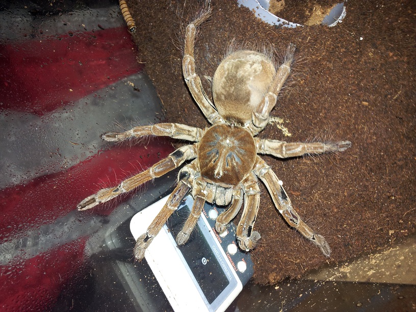 Theraphosa Stirmi