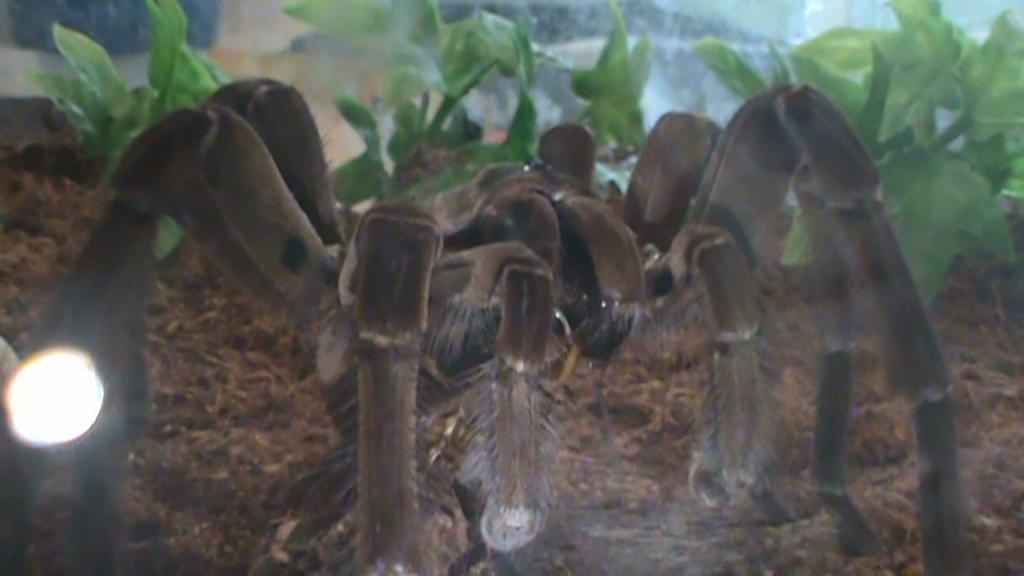 Theraphosa Stirmi