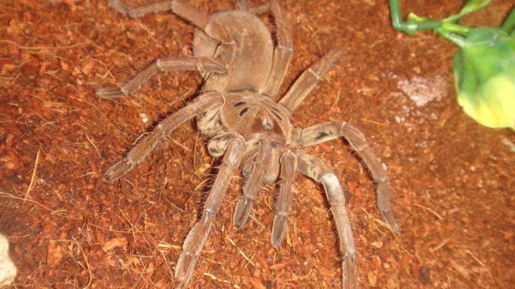 Theraphosa Stirmi