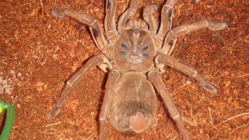 Theraphosa Stirmi