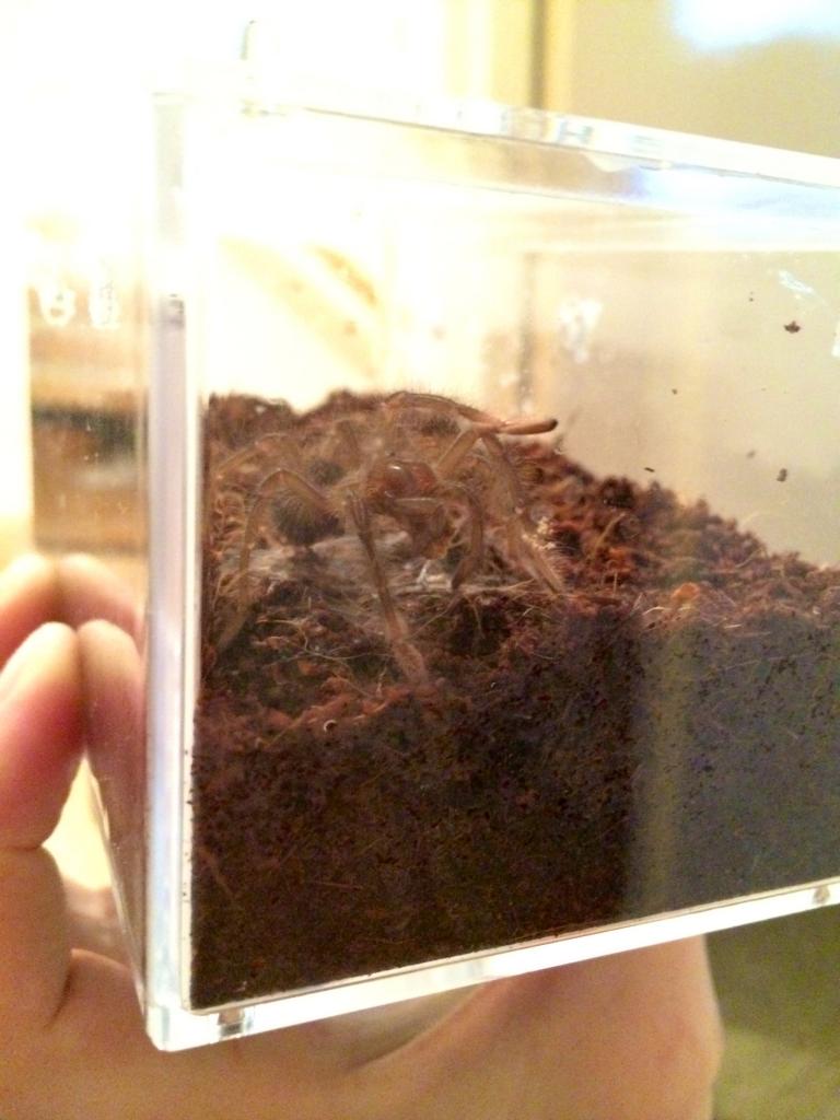 Theraphosa stirmi