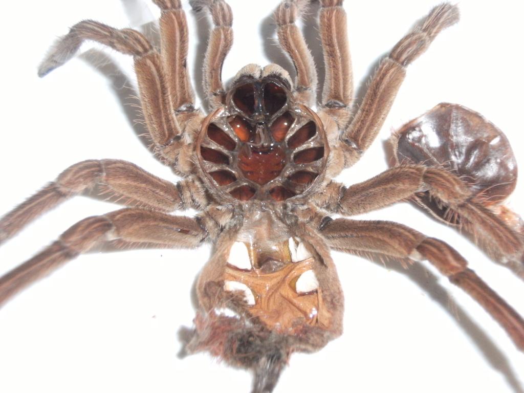 theraphosa stirmi