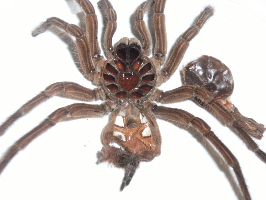 theraphosa stirmi