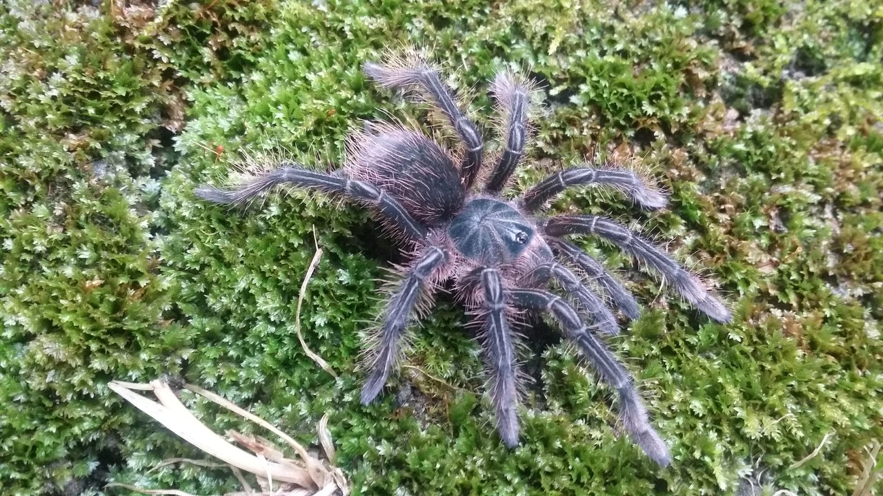 Theraphosa stirmi