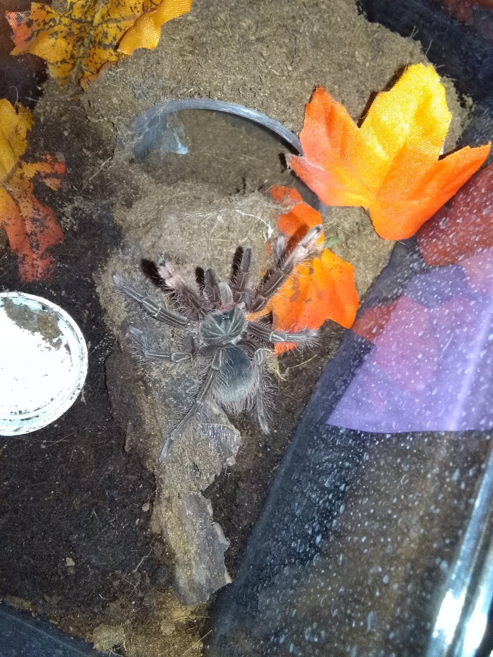 Theraphosa stirmi