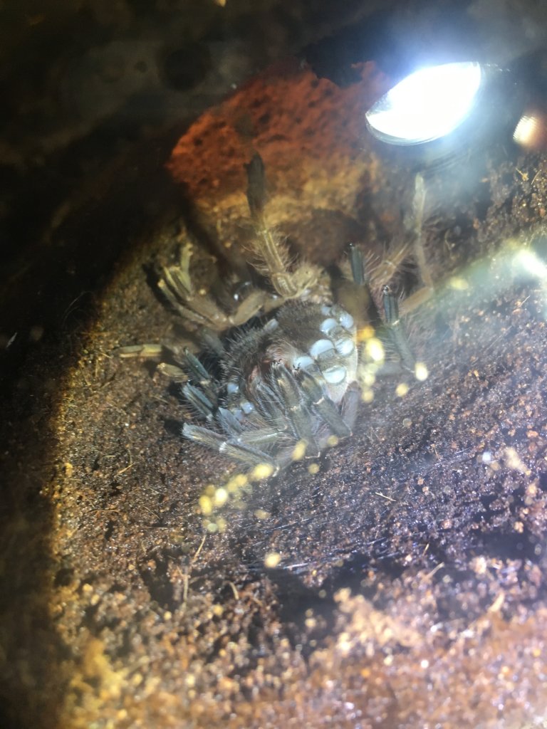 Theraphosa Stirmi