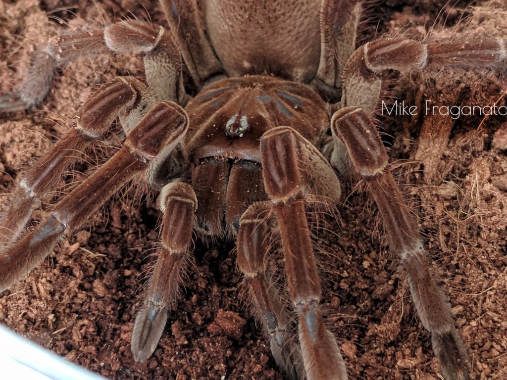 Theraphosa stirmi