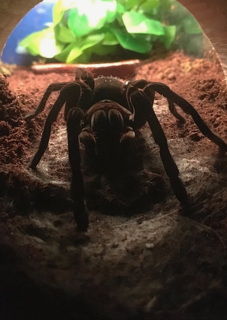 Theraphosa Stirmi