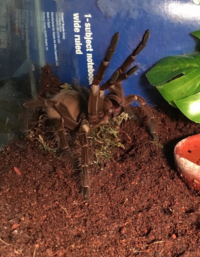 Theraphosa Stirmi