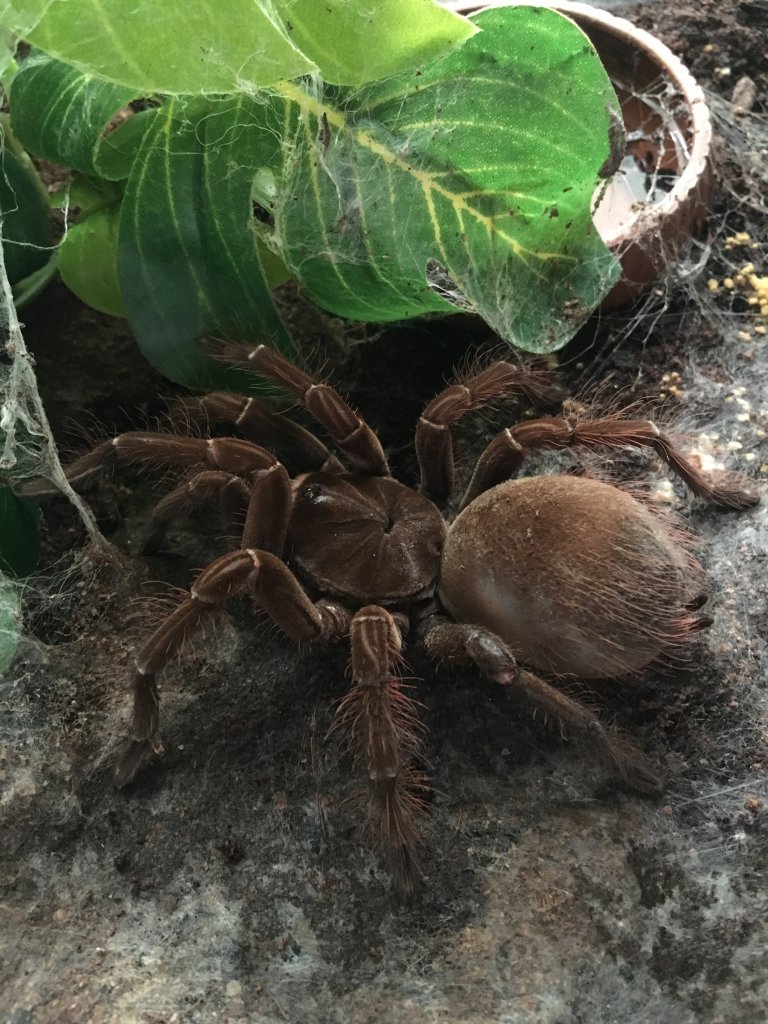 Theraphosa Stirmi