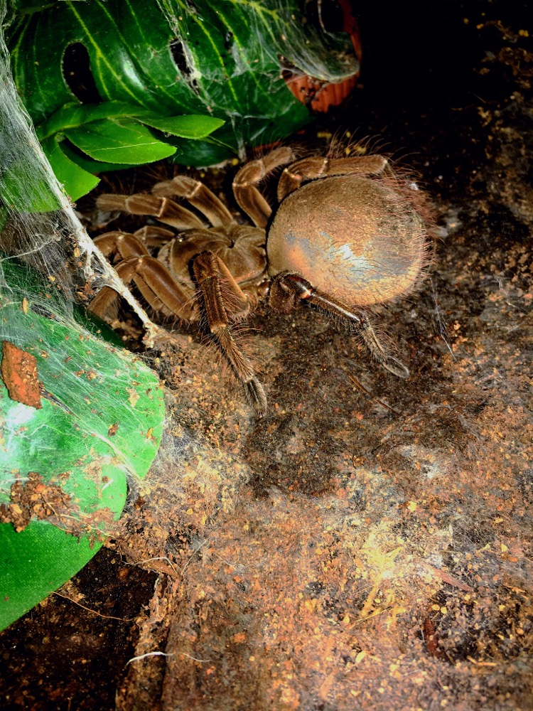 Theraphosa Stirmi