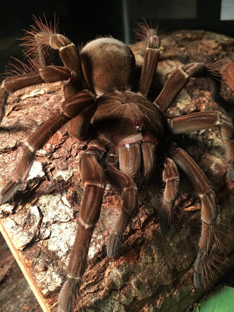 Theraphosa Stirmi