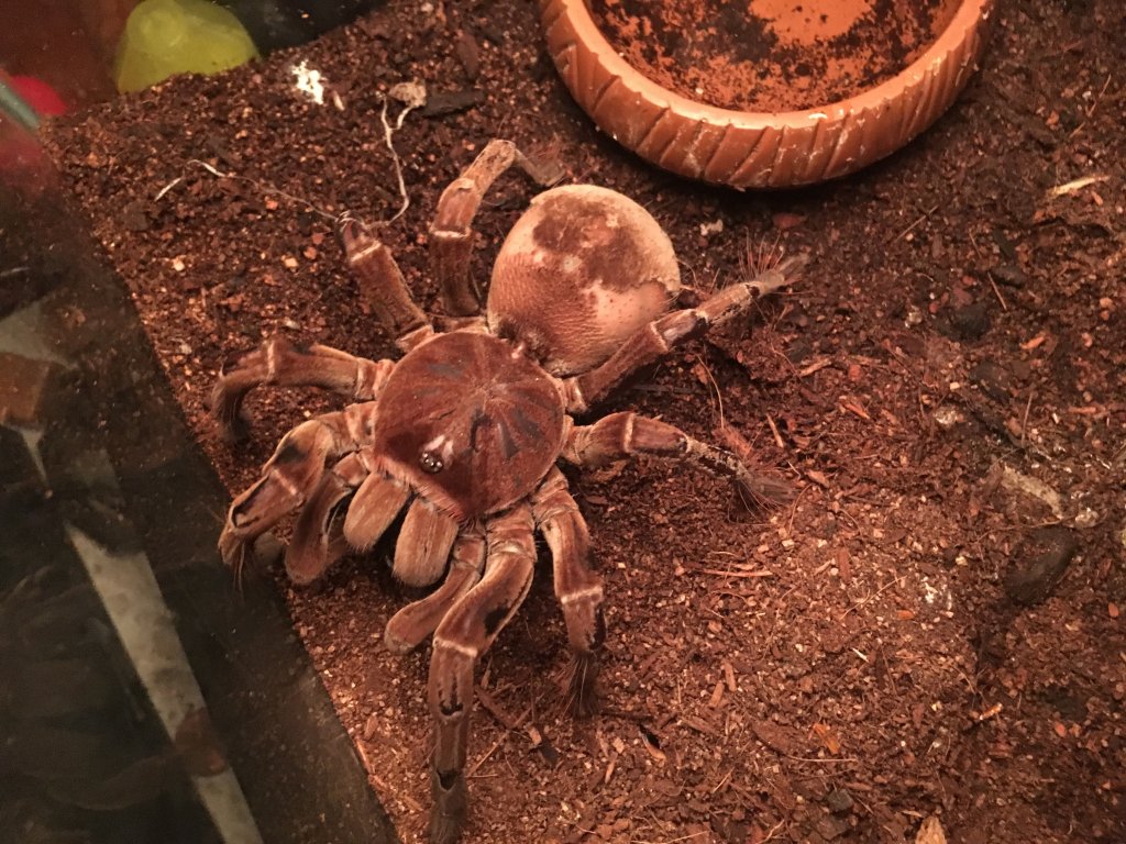 Theraphosa Stirmi