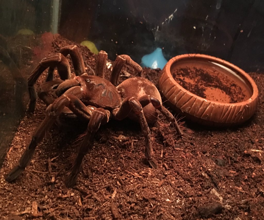 Theraphosa Stirmi