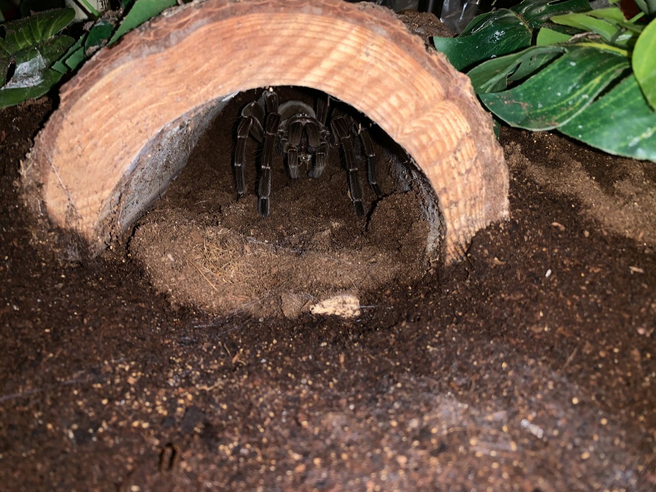 Theraphosa Stirmi