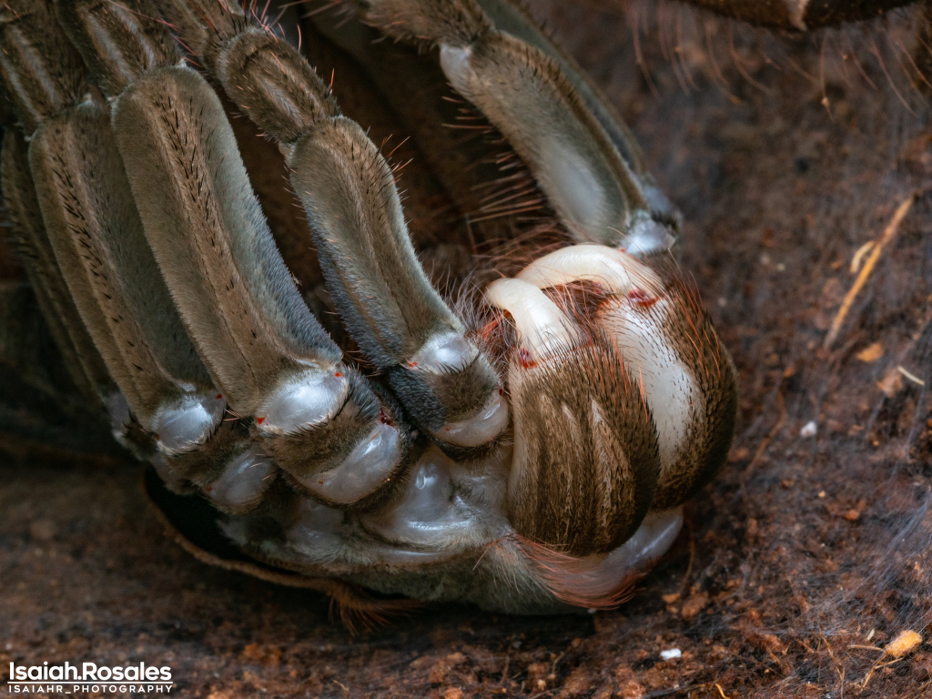 Theraphosa stirmi