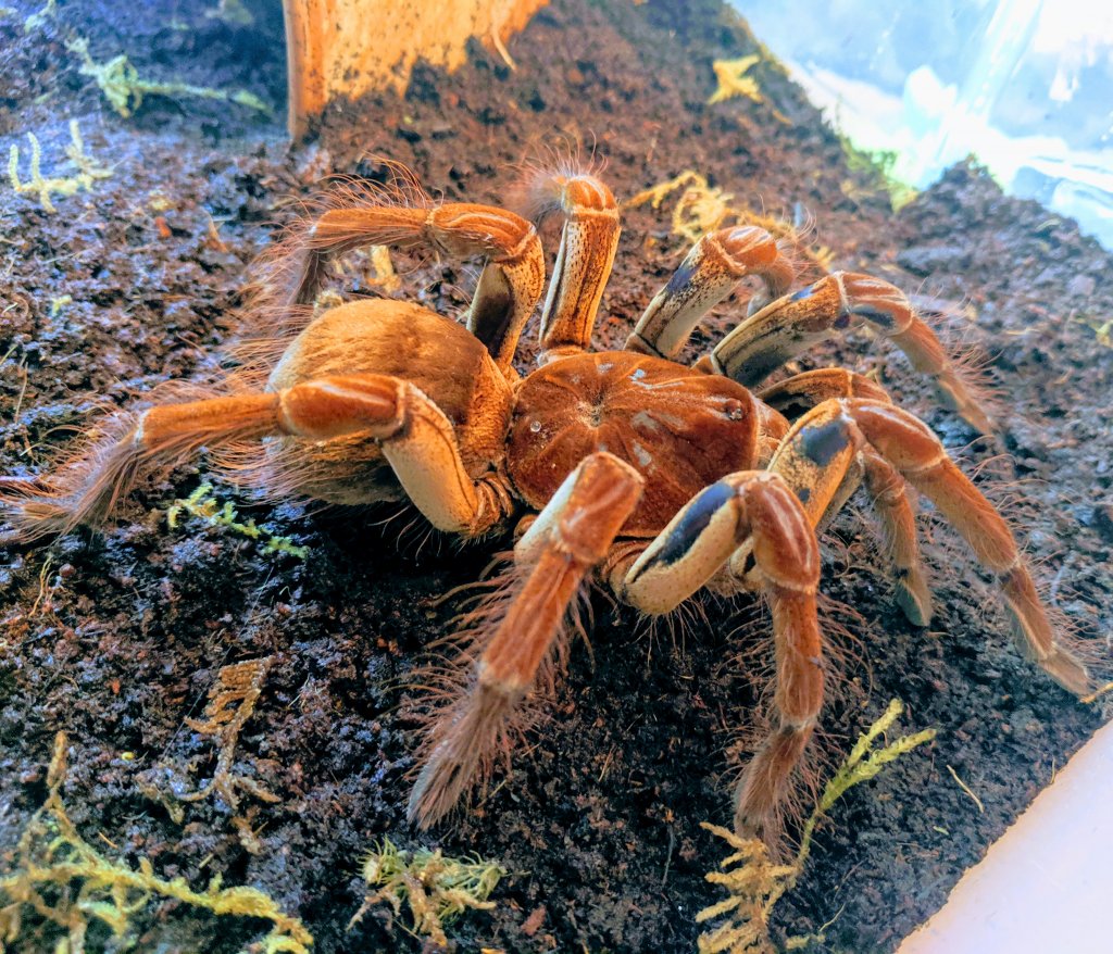 Theraphosa Stirmi