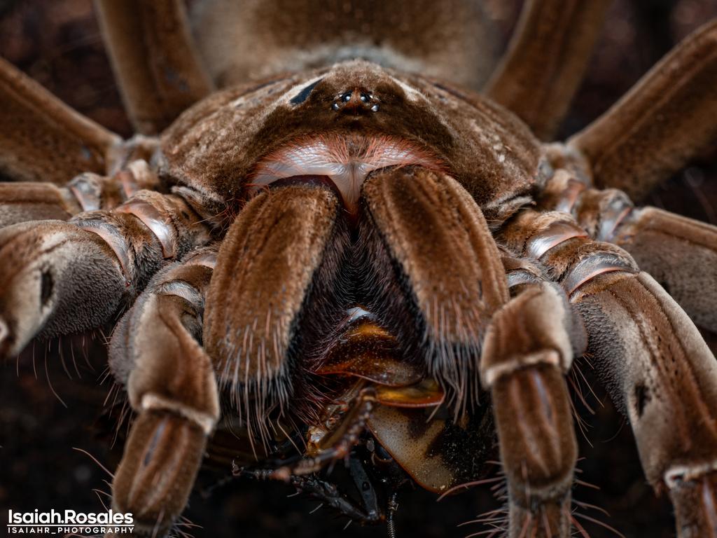 Theraphosa stirmi