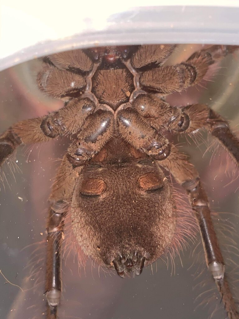 theraphosa stirmi