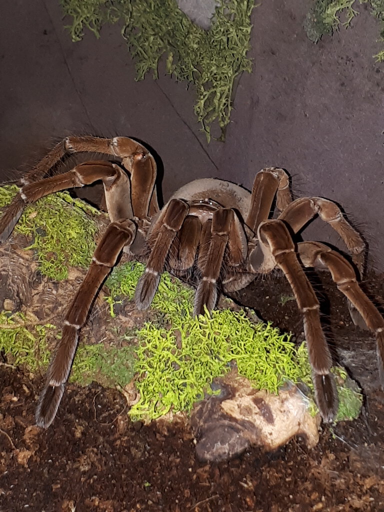 Theraphosa stirmi